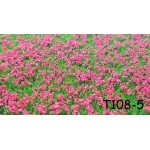 Tappeto erboso T108-5